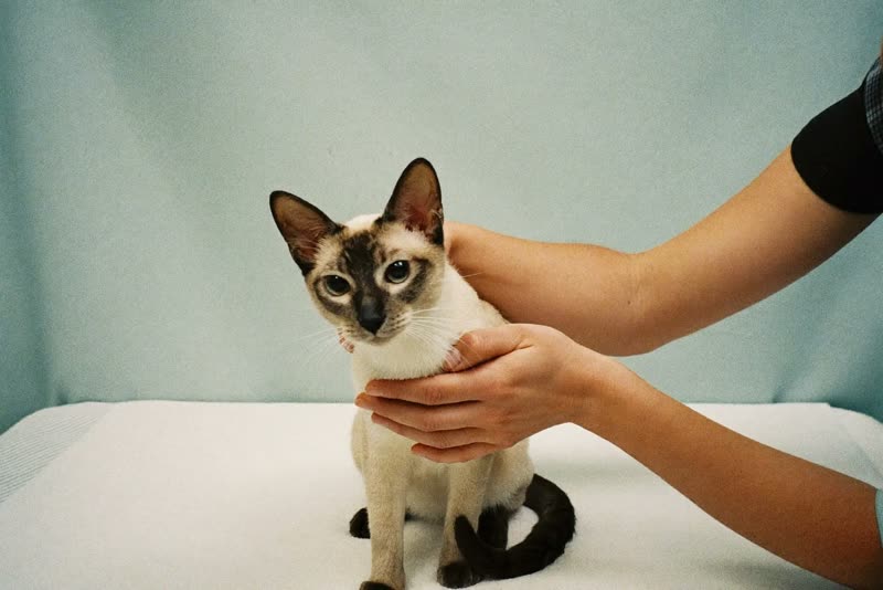 A cat being handled gently on a grooming table
