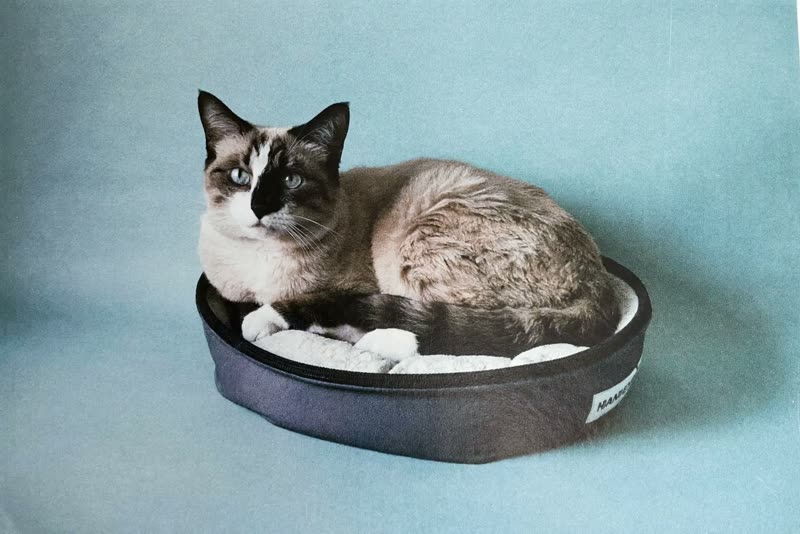 A cat settled and relaxed in a soft bed